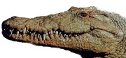 testa di crocodylus niloticus